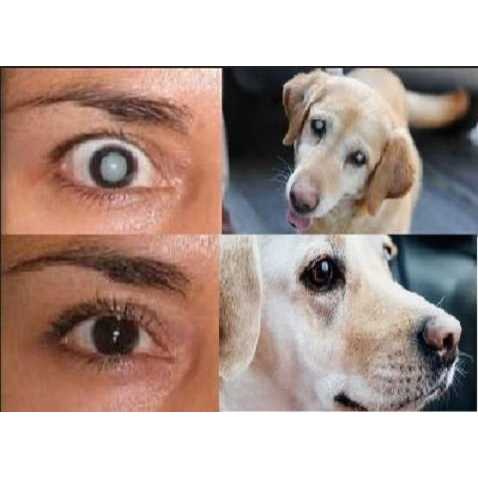 2 x 10ml Eye Drops F7985