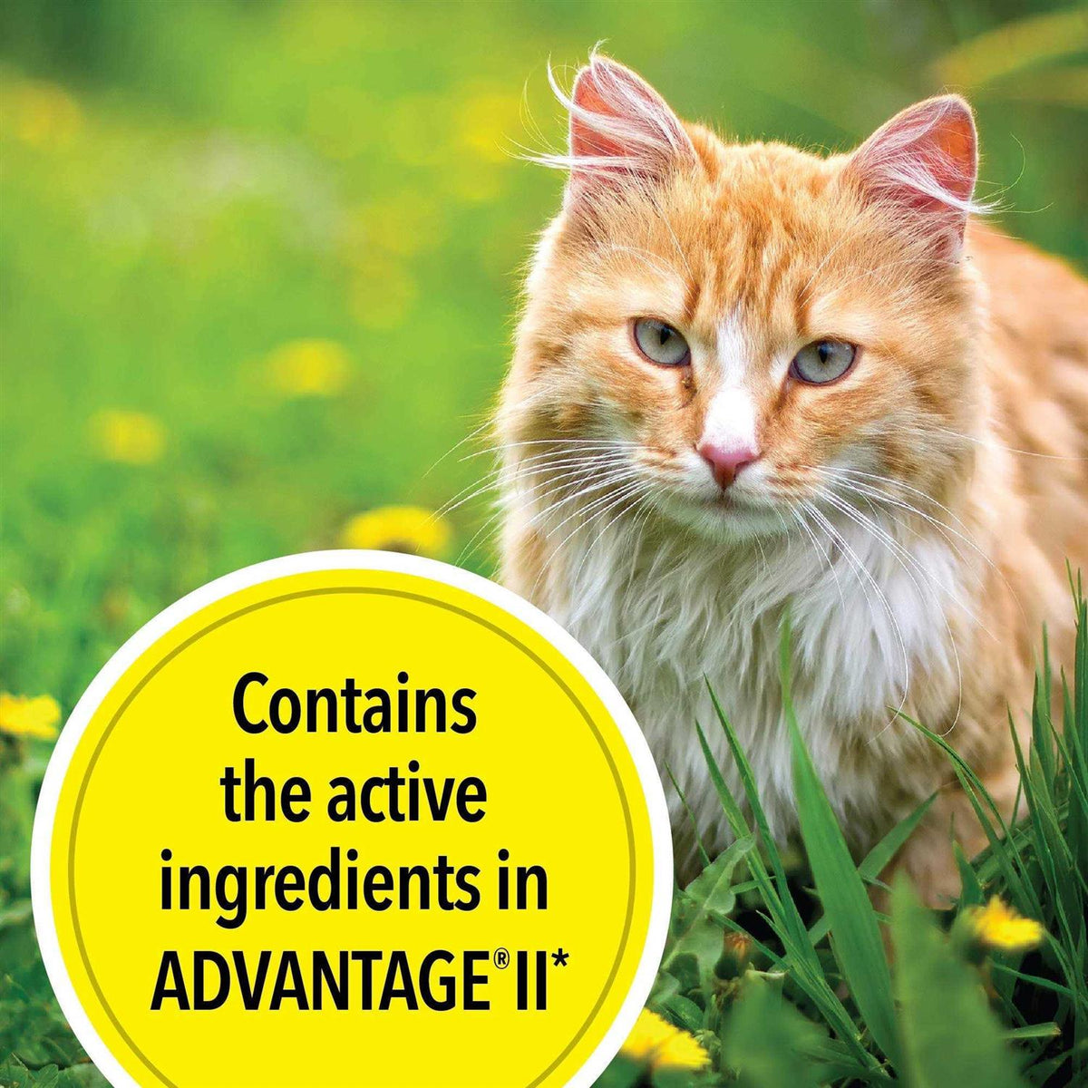 Flea Treatment for Large Cats J7220